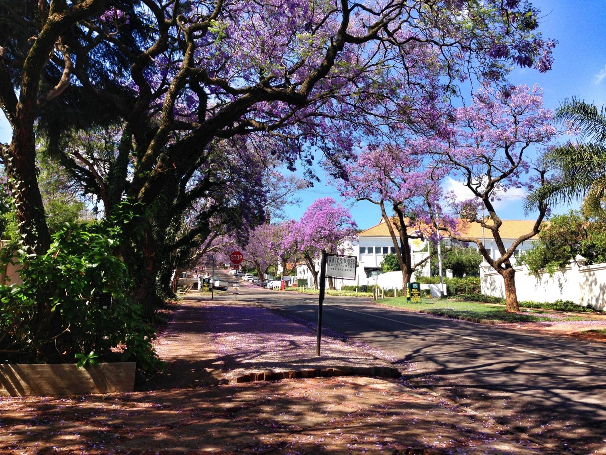Waterhouse Guest Lodge In Muckleneuk Pretoria-Noord Esterno foto